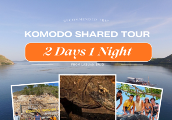Komodo Shared Tour 2D 1N
