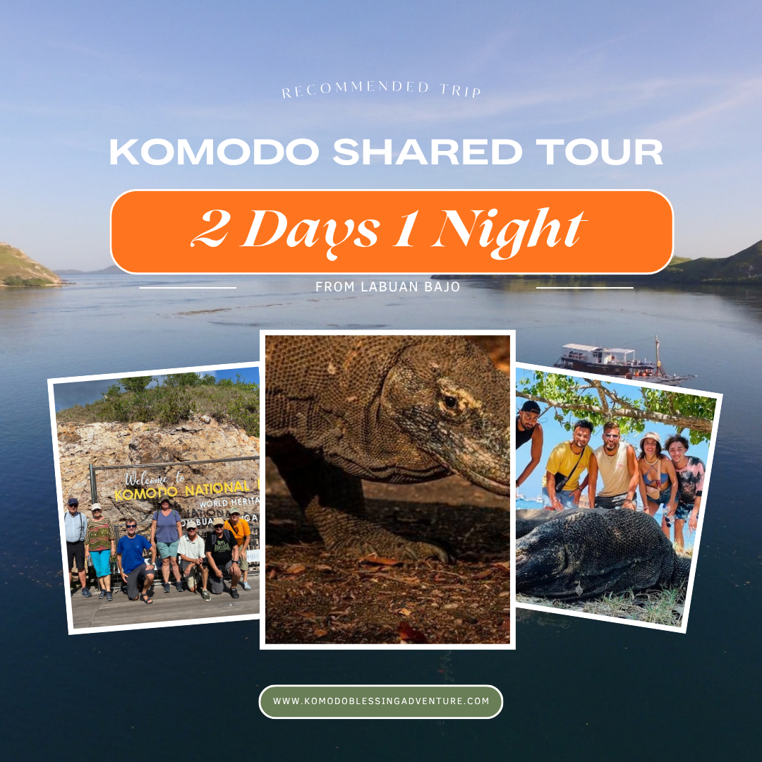 Komodo Shared Tour 2D 1N